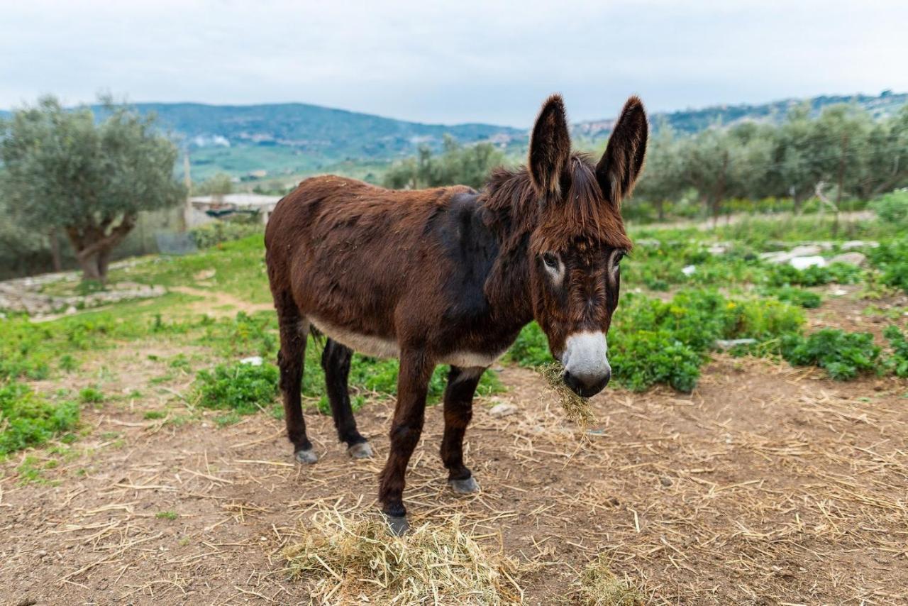 Roba Albanisi Hotel Aragona Bagian luar foto