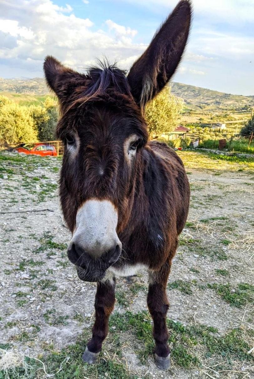 Roba Albanisi Hotel Aragona Bagian luar foto